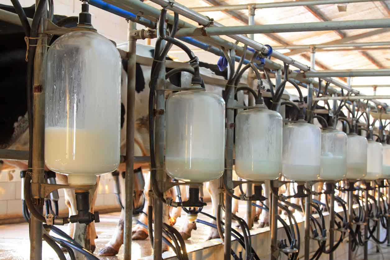 Dairy farm efficiency with air compressors